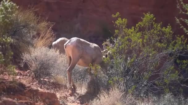ネバダ州の火災州立公園の谷の砂漠の風景の中で茂みを食べるビッグホーン羊 自然生息地の野生動物 — ストック動画