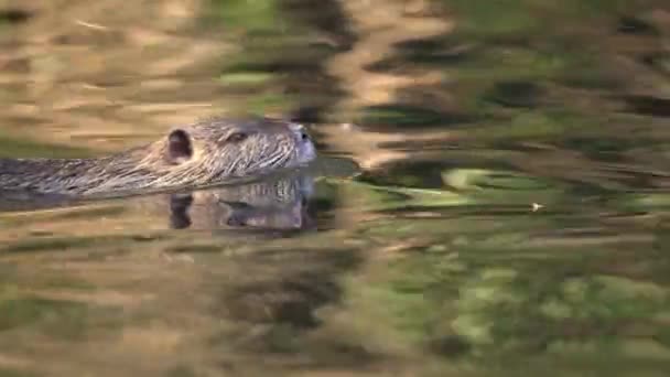 Coypu Daylight Swimming Marsh Close Tracking Water Reflection — Stock Video