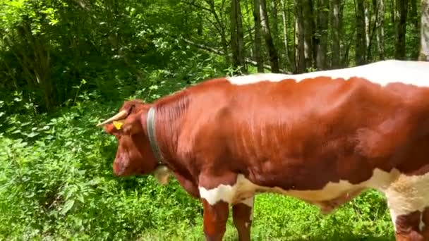 Close Brown White Cow Pastzing Green Wilderness Europe Summer Slow — стоковое видео