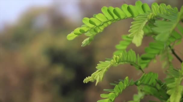 Закрыть Зеленый Папоротник Лесу Раскачиваясь Ветру Портативный — стоковое видео