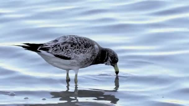 Close View Juvenile Olrogs Gull Biting Large Dead Fish Water — Stock Video