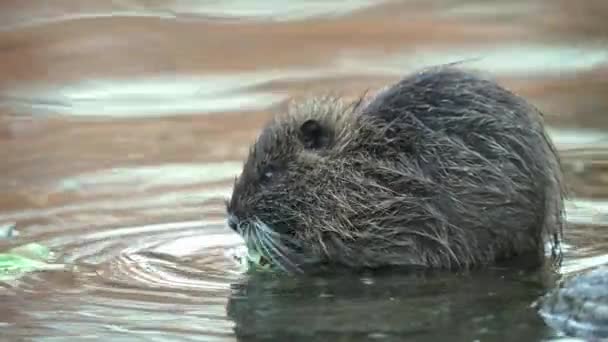 Roztomilý Coypu Nutria Myocastor Coypus Jíst Zelí Listy Zoo Mělké — Stock video