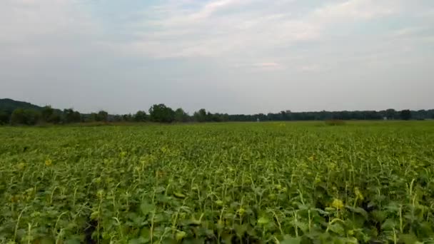 Champ Tournesol Vue Aérienne Dans Missouri — Video