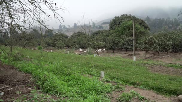 Longo Tiro Bando Patos Uma Fazenda Pachacamac Lima Peru — Vídeo de Stock