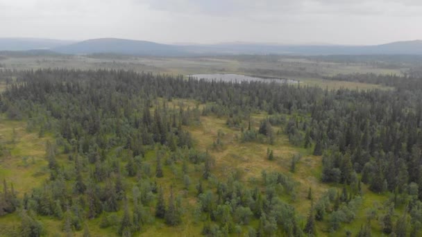 Drone Planant Dessus Une Forêt Sempervirente Brumeuse Capturant Beauté Naturelle — Video