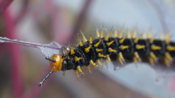 Black Caterpillar Yellow Spikes Eating Fresh Leaf Wilderness Macro Shot — Stock Video