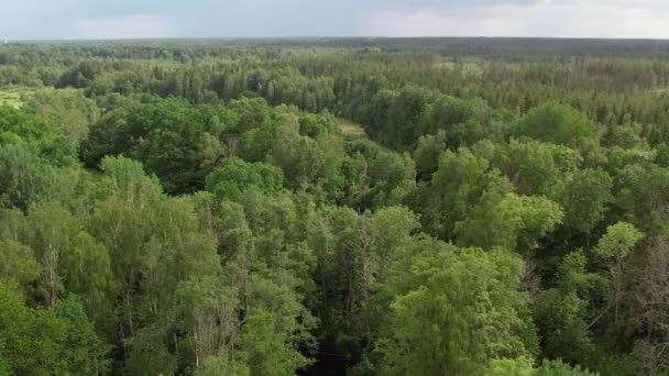 Sveç Güneydoğusundaki Orman Üzerinde Sinematik Hava Manzarası — Stok video