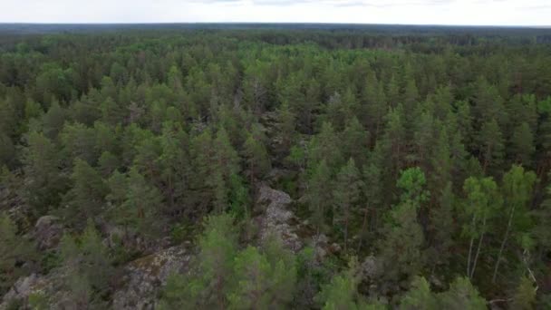 Sveç Yaz Mevsiminde Koyu Yeşil Kozalaklı Ormanın Üzerindeki Hava Manzarası — Stok video