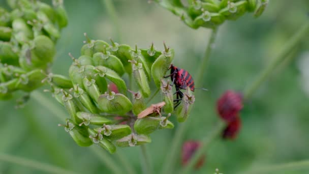 Pyrrocoris Apterus 荒野の緑の花に眠る火の虫 4Kを閉じる 自然の中での火の虫の高品質のショットを証明 昆虫学の昆虫学 — ストック動画