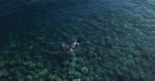 Person Swimming And Snorkeling At Clear Water With Rocky Seabed In Madalena Do Mar, Madeira Island, Portugal. aerial