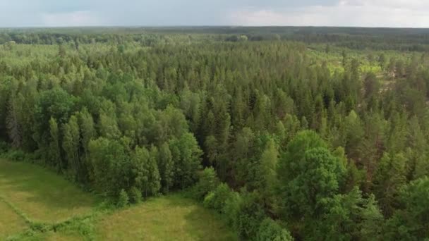 Drone Che Sorvola Foresta Nel Sud Est Della Svezia Estate — Video Stock