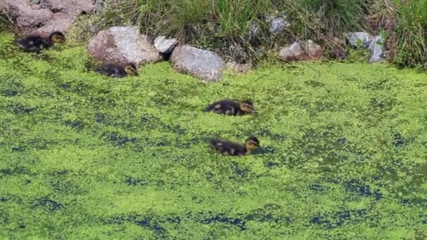 Grupo Patos Jóvenes Dulces Nadando Pantano Verde Alimentándose Agua Tiro — Vídeos de Stock