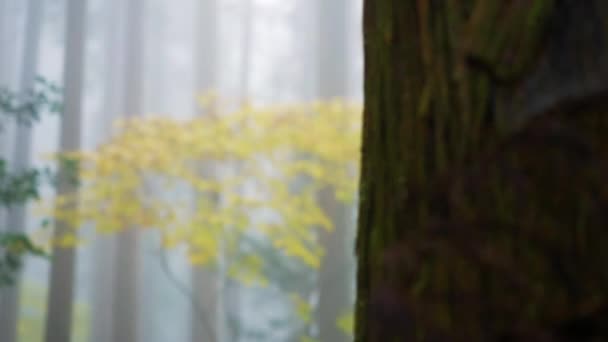 Обнаружение Дерево Желтыми Листьями Среди Туманного Леса Япония — стоковое видео