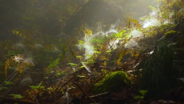 Лісова Долівка Вкрита Павуками Японія — стокове відео