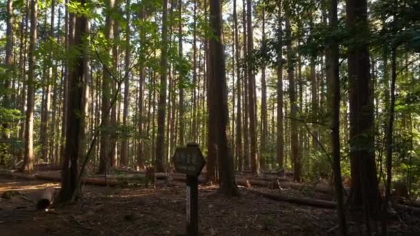 Pan Skylt Bland Skog Med Raka Trädstammar Filtrerat Ljus Japan — Stockvideo