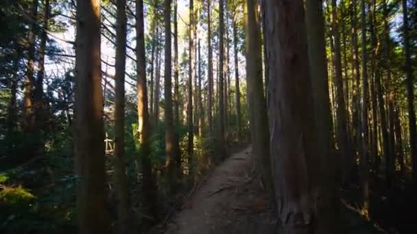 Pov Wąski Szlak Przez Las Filtrowanym Światłem Słonecznym — Wideo stockowe