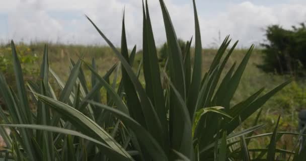 Rolig Afslappende Tropisk Plante Ocean Klitter – Stock-video