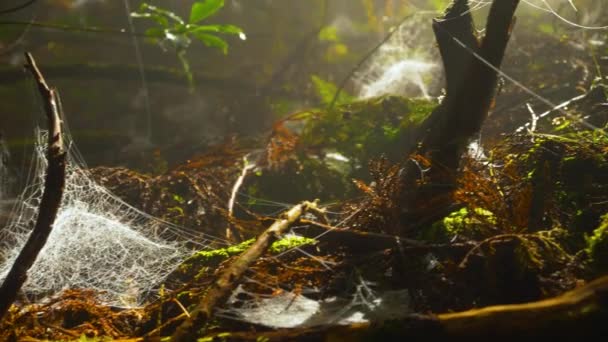 横穿森林地面和蜘蛛网 — 图库视频影像