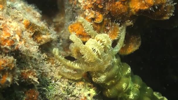 Sea Agurk Fodring Koraller Tæt Nærbillede Skud Våben Fodring – Stock-video