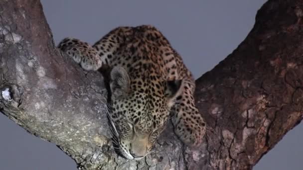Čelní Detailní Záběr Osamělého Leoparda Spícího Noci Stromě — Stock video