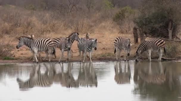 Flock Zebra Som Tar Drink Vid Ett Vattenhål Afrikas Vildmark — Stockvideo