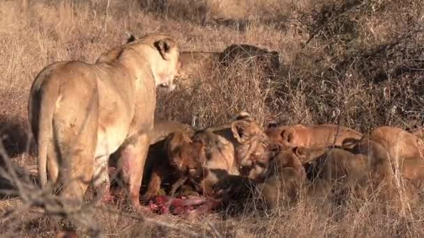 Una Leona Vigila Sus Cachorros Mientras Alimentan Cadáver — Vídeo de stock