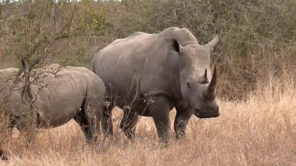 アフリカの背の高い乾燥した草の上に立っている彼女の子牛と南部の白いRhino — ストック動画
