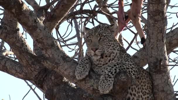 Primer Plano Del Leopardo Solitario Entorno Topografía Árboles Intensamente — Vídeo de stock