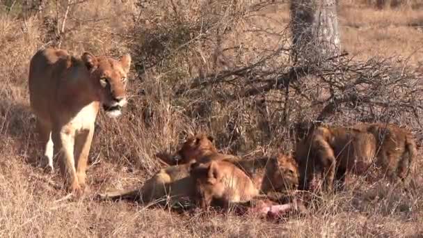 Vue Rapprochée Lionne Côté Des Oursons Nourrissant Carcasse Soleil — Video