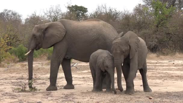 在非洲的大克鲁格国家公园 一头年轻的大象在沙滩上揉搓着脚 — 图库视频影像