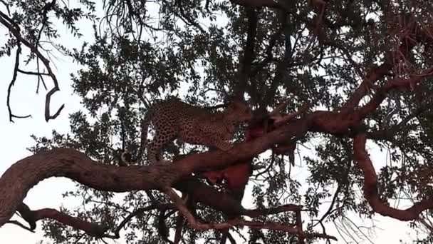 Aproxime Leopardo Alto Uma Árvore Alimentando Uma Morte Início Manhã — Vídeo de Stock