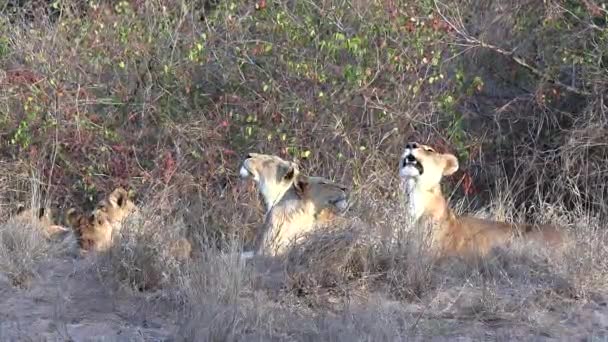 Vista Vicino Gruppo Leoni Sdraiati Erba Secca Cespuglio Sbadiglio — Video Stock