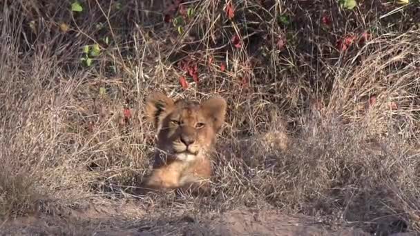 頭を振りながら背の高い草の上に寝そべっている可愛いライオンの赤ちゃん — ストック動画