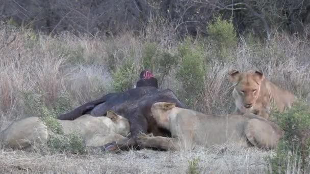 アフリカのグレータークルーガー国立公園の水牛で一緒に餌を与えるライオンの誇り — ストック動画