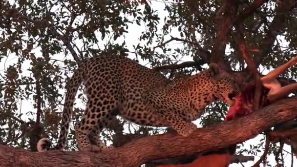 Leopardo Alto Uma Árvore Alimentando Uma Morte Início Manhã África — Vídeo de Stock