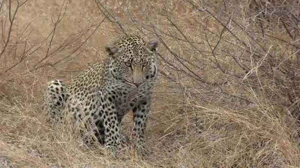 Joven Leopardo Adelanta Mientras Observa Intensamente Algo Lejos — Vídeo de stock