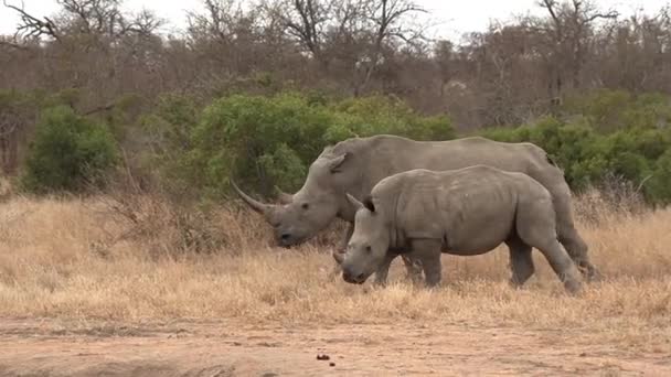 Young Southern White Rhino Calf Sticks Close Mother Graze Dry — Stock Video