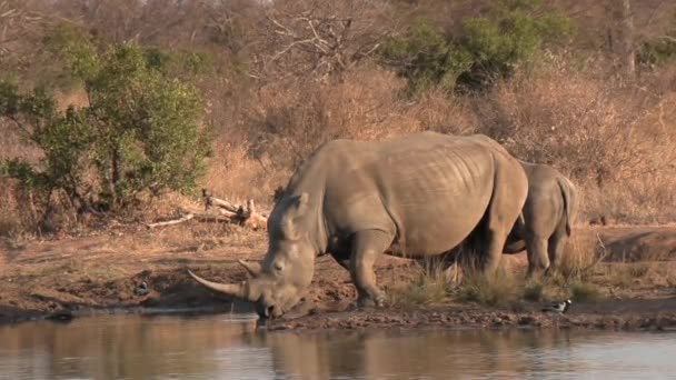 一只南方白犀牛在水坑里喝水 小牛耐心地在旁边等着 — 图库视频影像