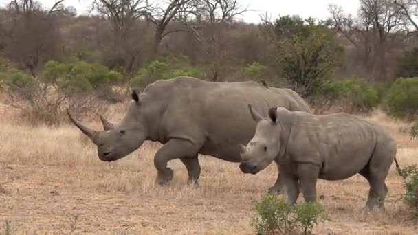 南アフリカの乾燥した草の間で一緒に近い彼女のふくらはぎの歩く南の白いRhino — ストック動画