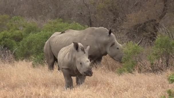 Sydvit Noshörning Och Hennes Kalv Betar Med Oxpecker Fåglar Plocka — Stockvideo