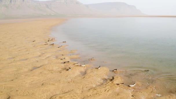 Zlanda Güneşli Bir Plajda Dinlenen Foklara Doğru Insansız Hava Aracı — Stok video