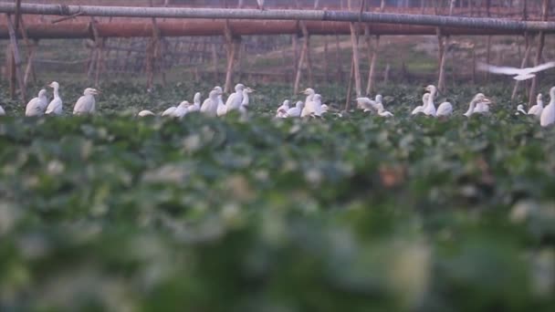 Una Bandada Garzas Descansan Entre Jacintos Agua Amplio Tiro — Vídeo de stock