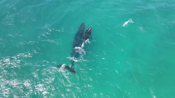 太陽の下での澄んだ海でのザトウクジラと新生児のダイビングの空中鳥の目のショット オーストラリア エクスマスでのMegaptera Novaeangliaeの追跡 — ストック動画