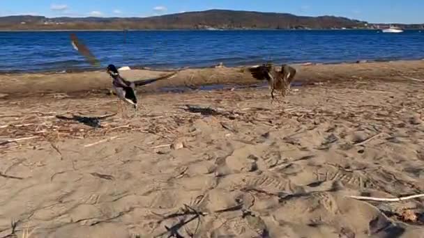 ดตามม มมองคนแรกของนกม ลลาร นออกจากชายฝ งทะเลสาบและลงจอดเหน วของน าทะเลสาบ — วีดีโอสต็อก