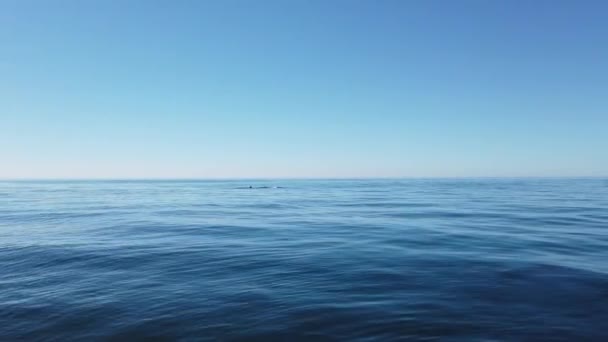 Delfines Que Emergen Océano Azul Profundo Tranquilo Con Bonito Cielo — Vídeos de Stock