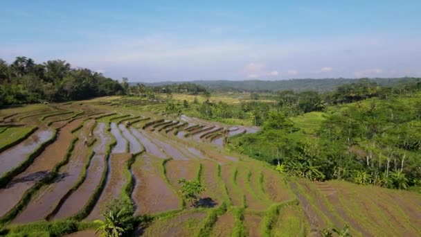 Panorama Aéreo Campos Arroz Cultivados Listos Para Plantar Java Central — Vídeos de Stock