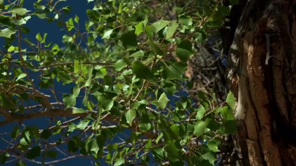 Φύλλο Cottonwood Tree Επιρροή Καθώς Άνεμος Φυσά Κατά Blue Sky — Αρχείο Βίντεο