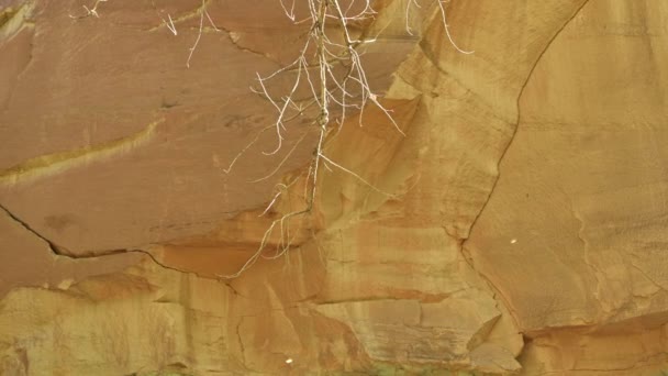 Baumwollfliegen Der Luft Capitol Reef National Park Utah Mit Sandsteinklippe — Stockvideo