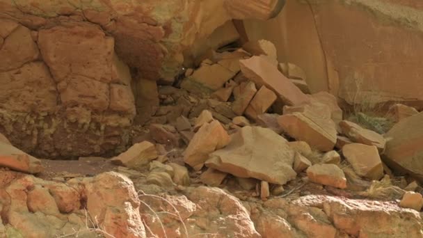 Cotonwood Fliegt Durch Den Wind Gegen Rote Felsen Capitol Reef — Stockvideo