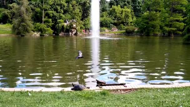 Ainda Tiro Uma Fonte Numa Lagoa Parque Retiro Madrid Uma — Vídeo de Stock